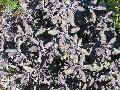 Sage, Common Sage, Purple Sage / Salvia officinalis 
